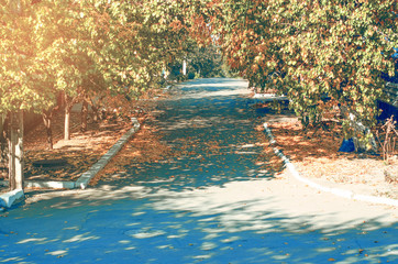 Autumn street road yellow leaves trees sun nature