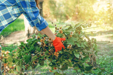 Woman gardener cleans branches leaves in the garden sun nature