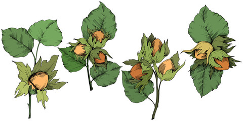 Vector autumn plant hazel nut. Leaf plant botanical garden floral foliage. Isolated illustration element. Vector leaf for background, texture, wrapper pattern, frame or border.