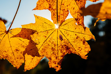 Orange maple tree leaves against the sun