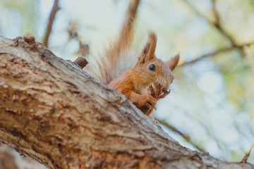 Naklejka na ściany i meble squirrel sitting with nut on the tree in autumn 