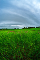 Campo di grano verde
