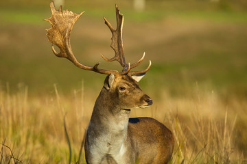 Fototapeta premium Portret samca daniela (Dama dama) jesienią