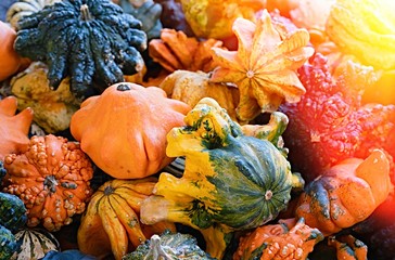 Pumpkin selection  for Halloween 