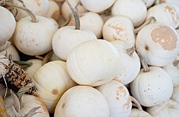 Pumpkin selection  for Halloween 