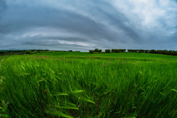Campo di grano verde