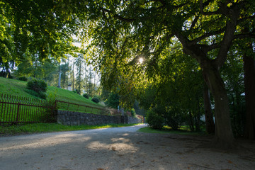 Summer Sunny Forest Trees And Green Grass. Nature Wood Sunlight Background. Instant Toned Image