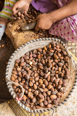 Close-up of hands of Moroccan women breaking Argan nuts (Argania spinosa) in cooperative in Morocco. Produced only in Morocco, this fruit is widely used  in the cosmetics industry.