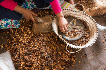 Close-up of hands of Moroccan women breaking Argan nuts (Argania spinosa) in cooperative in...