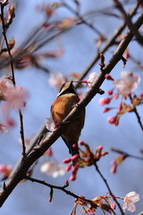 cherry blossom