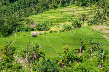 Rice Fields in Lombok Indonesia