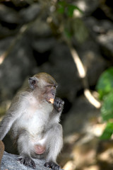 Pequeño mono comiendo 