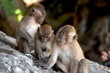 Tres pequeños monos jugando en una playa en Tailandia
