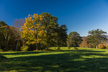 Fototapeta na wymiar Vivid yellow foliage against blue sky on tree with early fall foliage