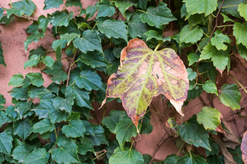 Fall leaf of autumn on ivy leaves.