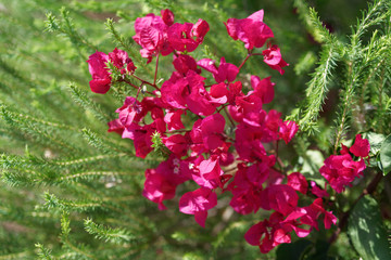 red blossoms inside of green tree branches
