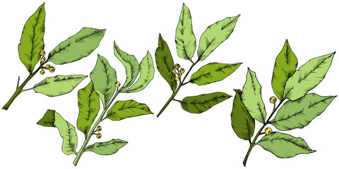 Vector green laurus leaf. Leaf plant botanical garden floral foliage. Isolated illustration element. Vector leaf for background, texture, wrapper pattern, frame or border.