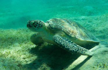 Fototapeta premium Meeresschildkröte