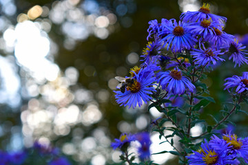 blue flowers on a background