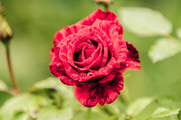Beautiful red flower after the rain