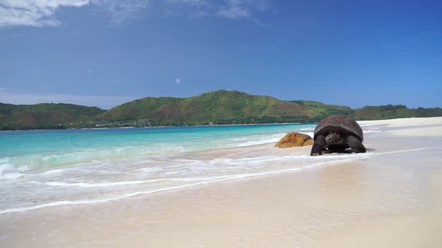 Aldabra Giant tortoise walking in sea water on beach (granitic island) as waves crash over, scenic view on Tropical island, Seychelles. Slow motion 50p