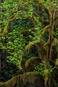 Tree with hanging moss and vine maple intertwined