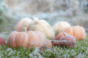 dekorative Kürbisse liegen im frostigen Nebel und schmücken die Natur