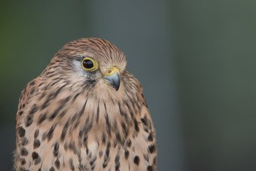 Falke