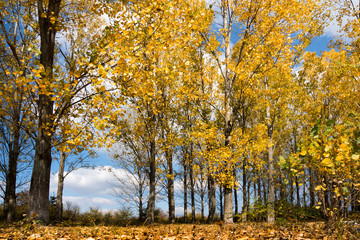 Fototapeta premium Autumn