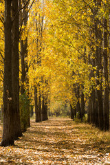 Obraz premium Autumn