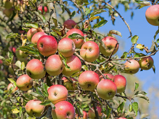Apfelbaum mit reifen Früchten