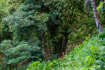 Bamboo in Lombok