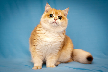 Plakat Golden British cat with a fluffy tail sits in front of the camera on a blue background and looks up. British shorthair male cat BRI ny 12-black golden shell.