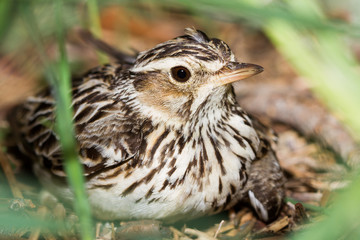 lark close-up on the ground