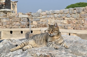 Cat gray on the background of ancient ruins. The cat is grey and ancient ruins. Turkey. Ephesus © Iryna