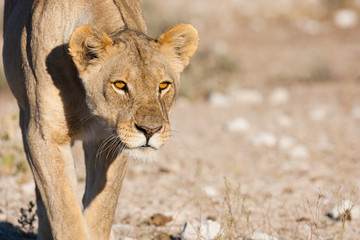 Etosha National Park, Namibia. Female lion stalking.