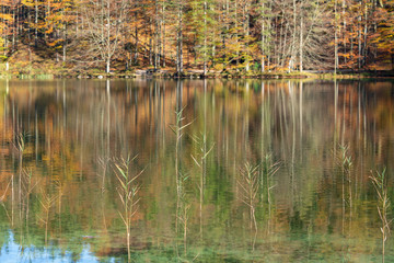 Gräser im See an einem wunderschönen Herbsttag