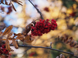 Bunches of red Rowan berries. Ripe fruit. Autumn.