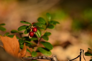 Preiselbeeren im Herbstwald