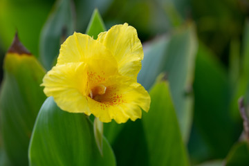 黄色いカンナの花