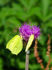 gelber Schmetterling auf lila Blüte, Zitronenfalter auf Flockenblume (centaurea)