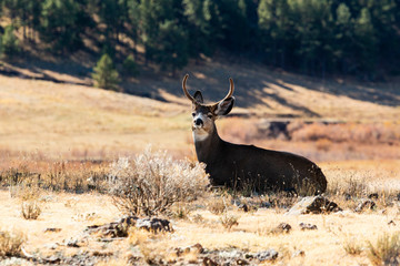 Buck mule deer resting in a meadow