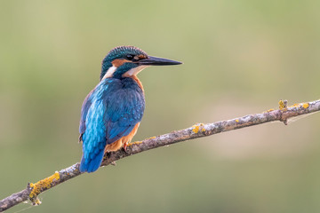 Alcedo atthis, Common kingfisher
