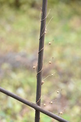 loach. growing on a wire