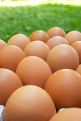 Closeup fresh egg in paper tray. Food ingredient.