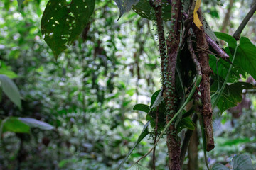 Arbole en Costa Rica