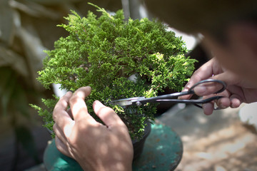 Making of bonsai trees. Handmade accessories wire and scissor bonsai, bonsai tools, stand of bonsai.
