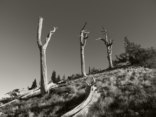 Old trees in black and white in the mountains