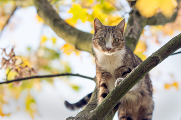 Black, beige and white cat walking on a branch high up a maple tree, looking straight into the camera
