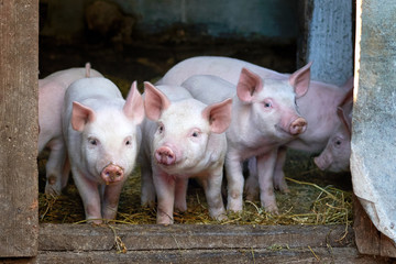 little cute pigs on the farm.